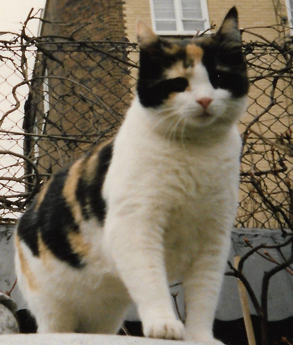 Skech rápido de Delilah 🐱👑
#Queen #FreddieMercury #bohemianrhapsody