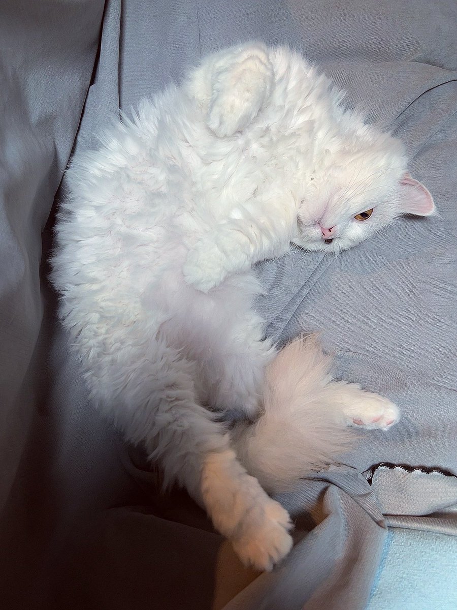 ぽこ🐈 tweet media