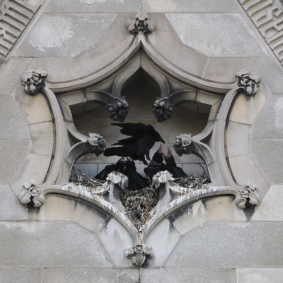Above96th's tweet image. A family of Ravens is putting the goth back in gothic at NYC's largest cathedral--St John the Divine. There are five mouths to feed, so the parents are staying busy! ⛪️⛪️⛪️ #Ravens #Cathedral #birdcpp