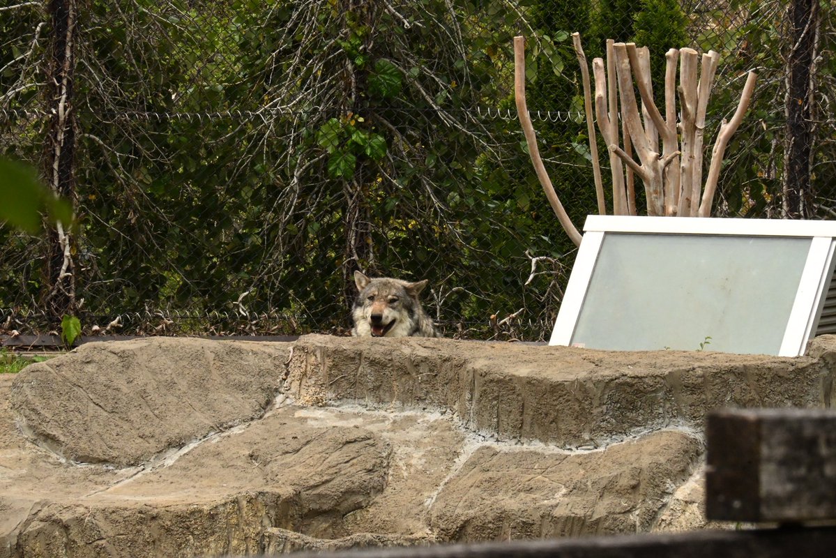 晴天(てん) tweet media