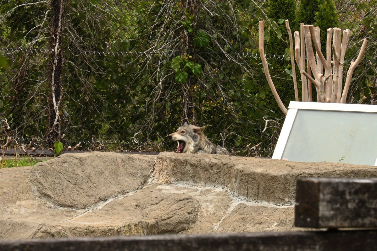 晴天(てん) tweet media