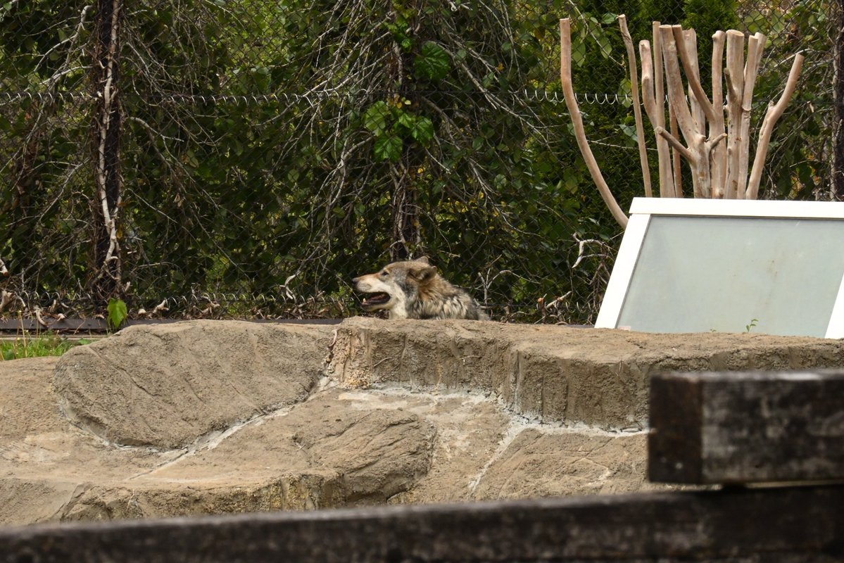 晴天(てん) tweet media