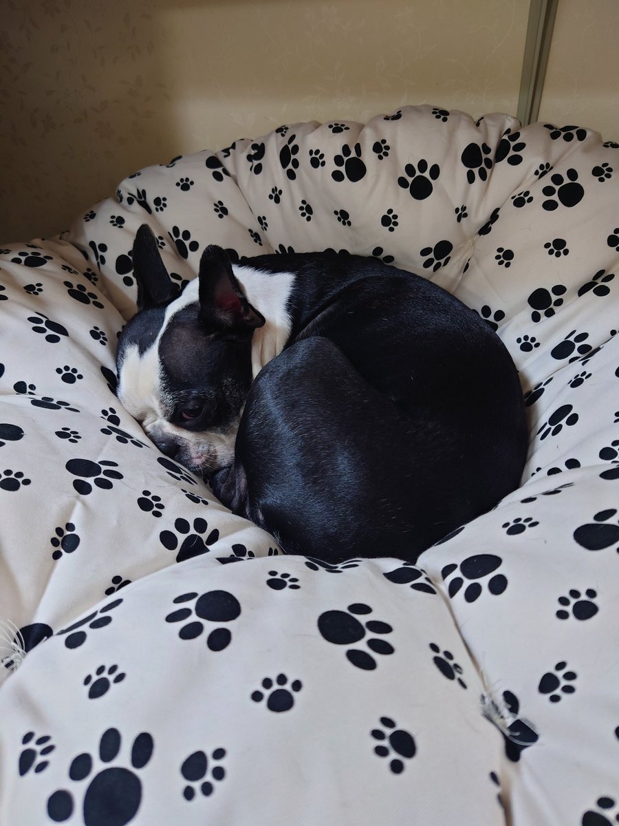 アヴィ♀&シオン♂ tweet media