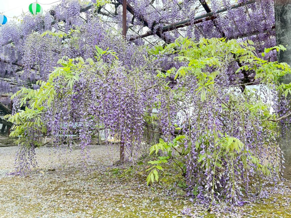 PartyWisteria's tweet photo. 【事前応募は明日まで！】
明日の夜9時まで受け付けています！
ぜひ事前応募でご参加ください！

写真は週末の藤の花です！
日曜日も綺麗な藤の花が見れますように…！
＃うぃすぱ ＃wisteriaparty #コスプレ
＃童学寺 ＃石井町青年団 https://t.co/jwlUfAfhUE