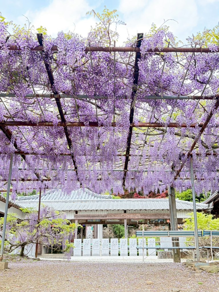 PartyWisteria's tweet photo. 【事前応募は明日まで！】
明日の夜9時まで受け付けています！
ぜひ事前応募でご参加ください！

写真は週末の藤の花です！
日曜日も綺麗な藤の花が見れますように…！
＃うぃすぱ ＃wisteriaparty #コスプレ
＃童学寺 ＃石井町青年団 https://t.co/jwlUfAfhUE