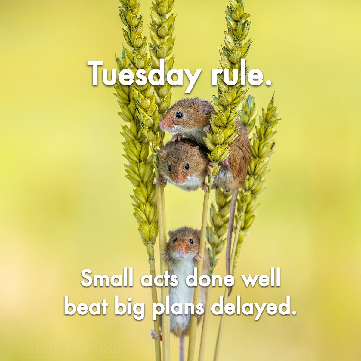 astrojoe888's tweet image. Tuesday rule: small acts done well beat big plans delayed. #GenX #Reflection #Focus