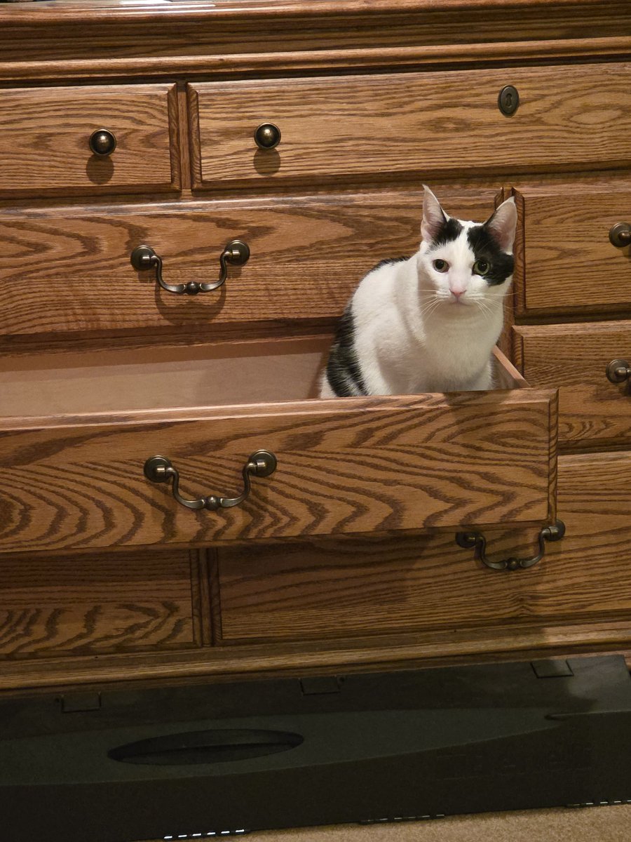 TheSprinklesCat's tweet image. Helping Meowmy wif putting laundry back in the drawers! Bring me the next shirt! Hope mew have a purrfect #TunaTuesday! #cowcat #CatsOfTwitterX #AdoptDontShop #StaySafeFurrends