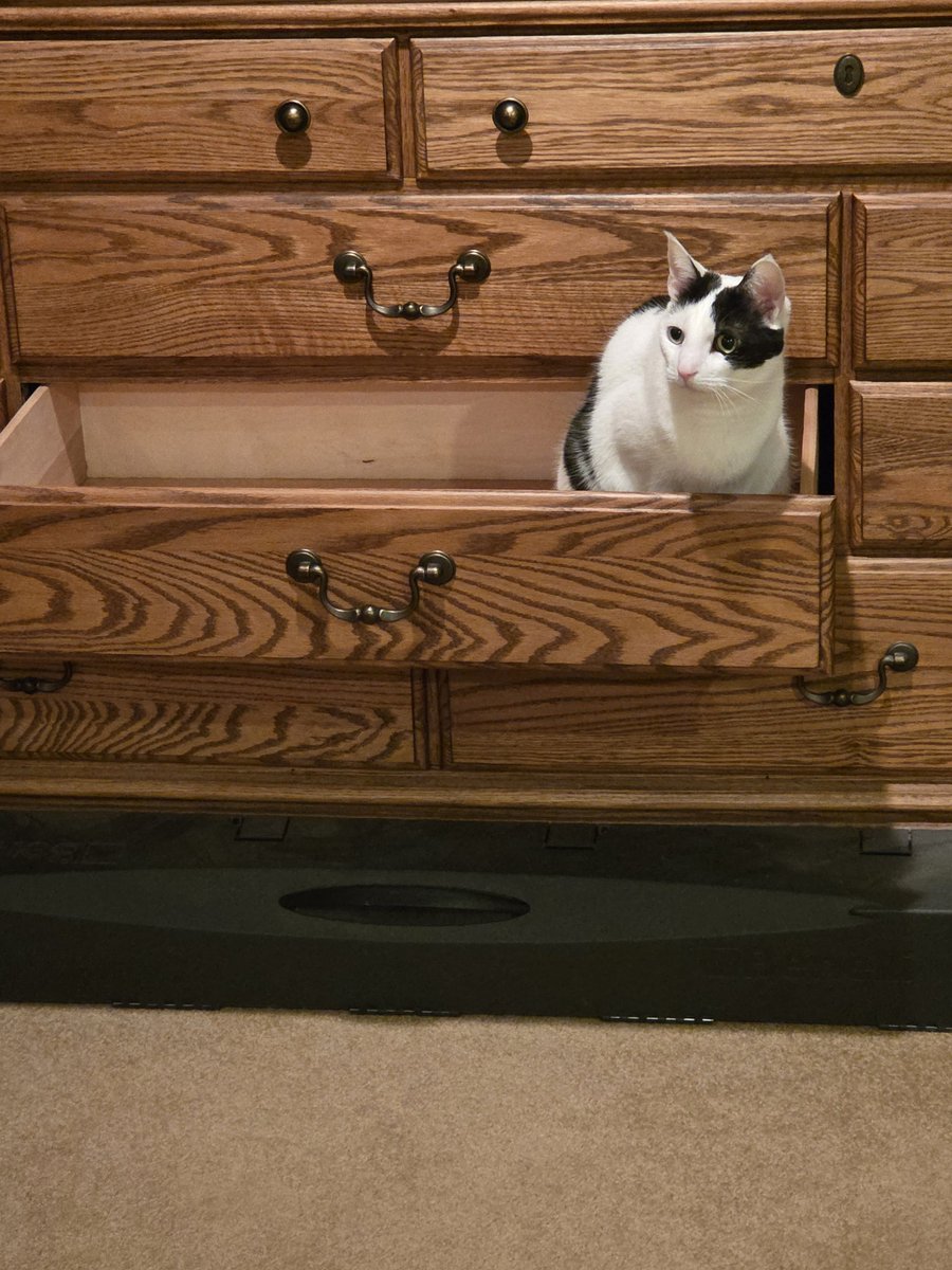 TheSprinklesCat's tweet image. Helping Meowmy wif putting laundry back in the drawers! Bring me the next shirt! Hope mew have a purrfect #TunaTuesday! #cowcat #CatsOfTwitterX #AdoptDontShop #StaySafeFurrends