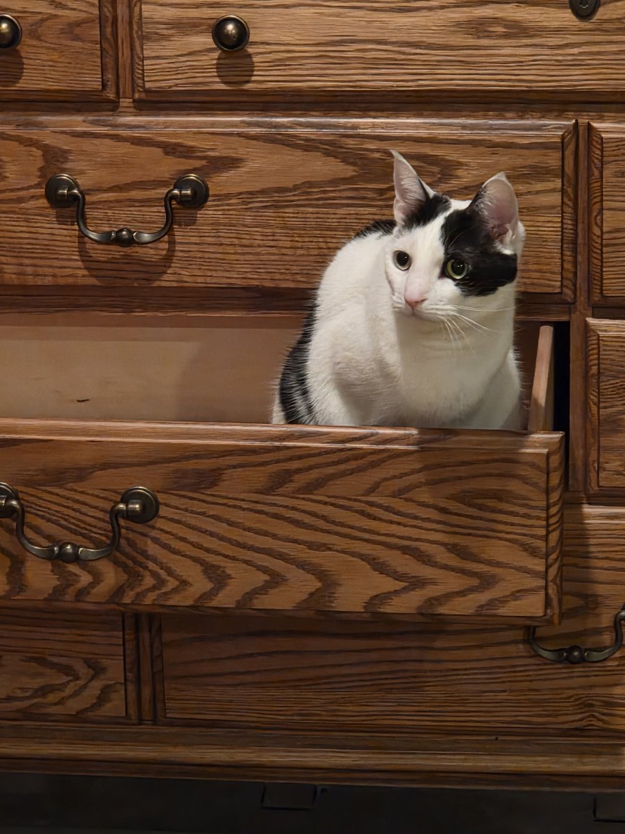 TheSprinklesCat's tweet image. Helping Meowmy wif putting laundry back in the drawers! Bring me the next shirt! Hope mew have a purrfect #TunaTuesday! #cowcat #CatsOfTwitterX #AdoptDontShop #StaySafeFurrends