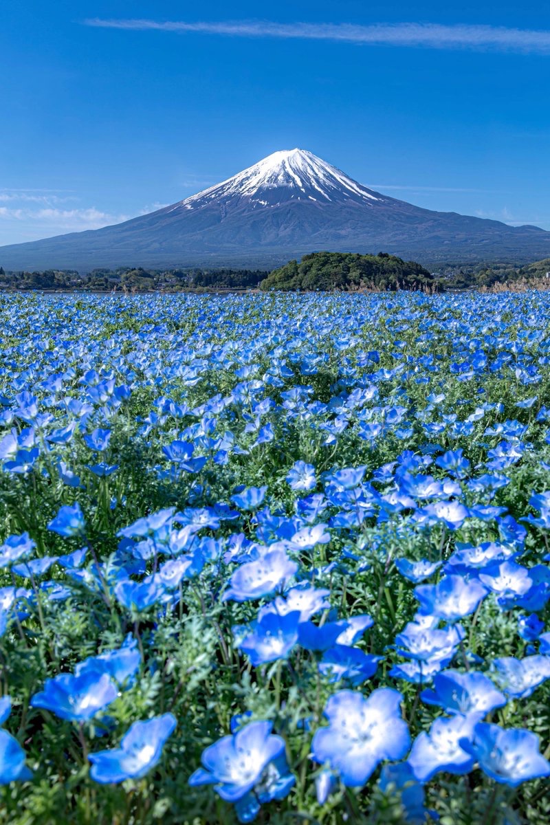 yuya0240's tweet photo. ネモフィラの海に浮かぶ富士山 https://t.co/HGCOVQl2mG