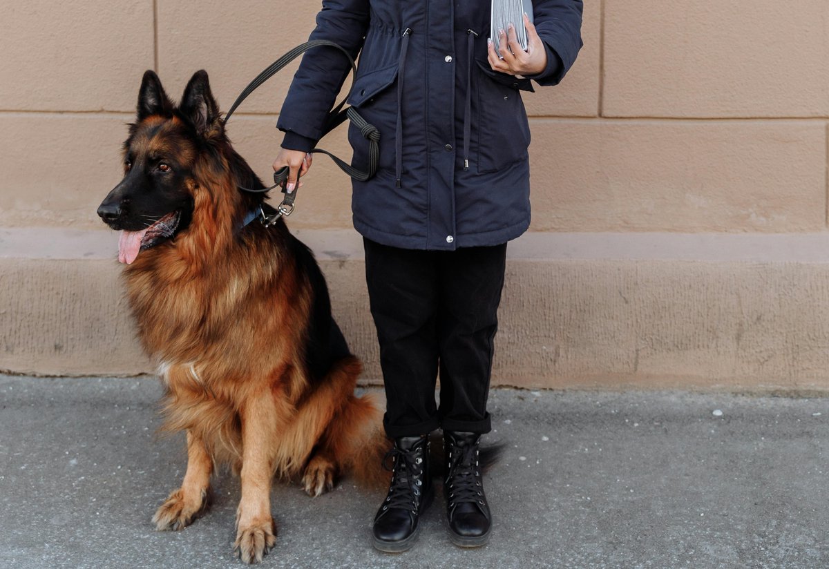 HeatherP489199's tweet image. April advancements in guide dog training: Outdoor navigation with distractions. German Shepherds excel at this!  
   #GuideDogTraining #GermanShepherds #DogTrainingTips #Pets