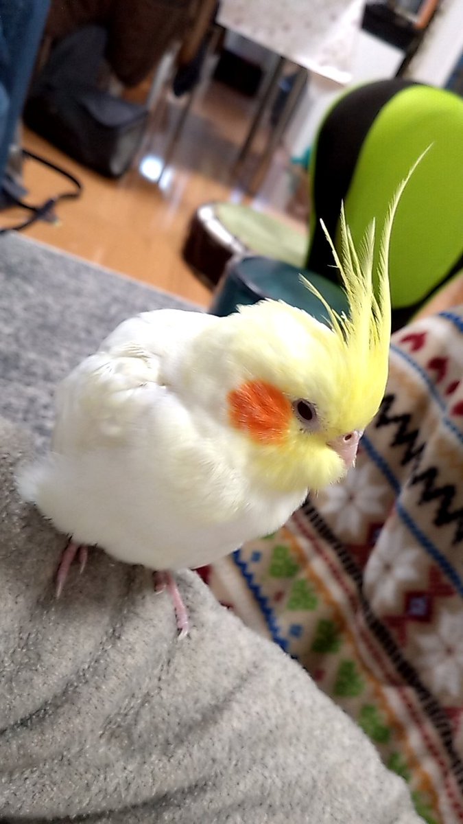 rabitmimica tweet media