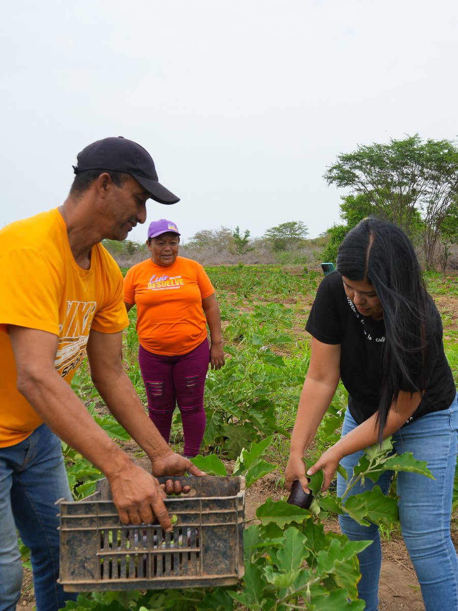 Alcaldiabna's tweet photo. La comunidad de Palmichal sigue impulsando sus potencialidades agrícolas, fortaleciendo la producción de diversos rubros y trabajando enmarcados en su Agenda Concreta de Acción (ACA).🤜🏼🤛🏼 https://t.co/icNW6ZNPjH