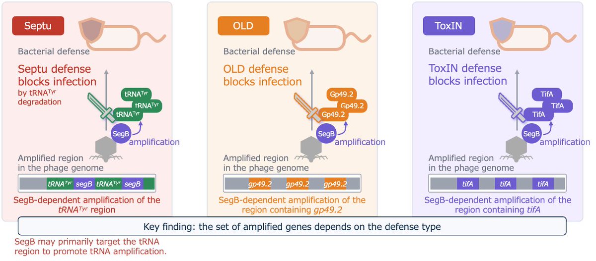 KotaroKiga's tweet photo. Very excited to share our new paper! Homing endonuclease SegB drives segmental amplification of anti-defense loci, enabling phages to escape multiple bacterial defense systems.
https://t.co/fxHCmBmYoL
Big thanks to Kotaro Chihara and to the Vasili lab. https://t.co/hcZUSDJLjZ