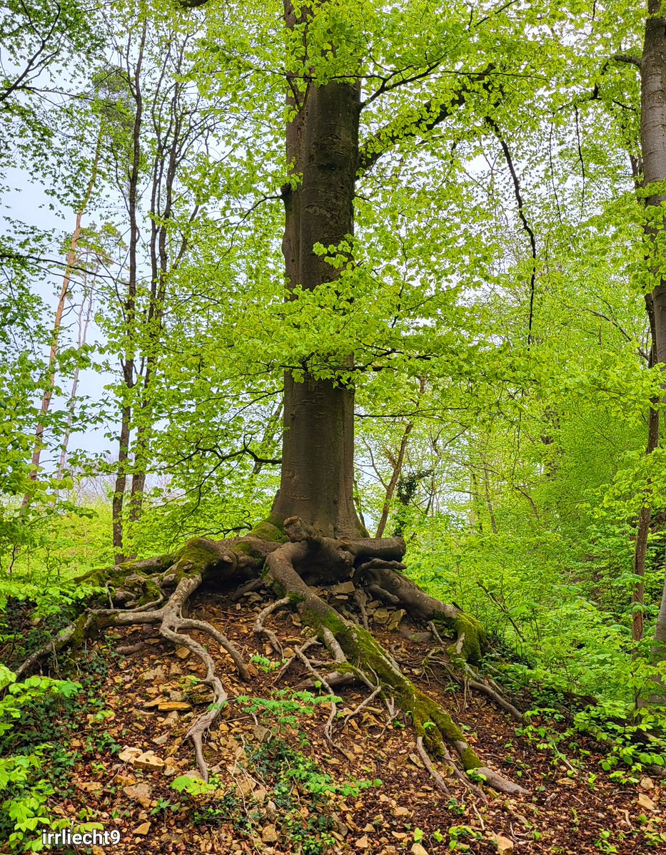 Aber daß ein Baum groß werde, dazu will er um harte Felsen harte Wurzeln schlagen!

Friedrich Nietzsche (1844-1900)