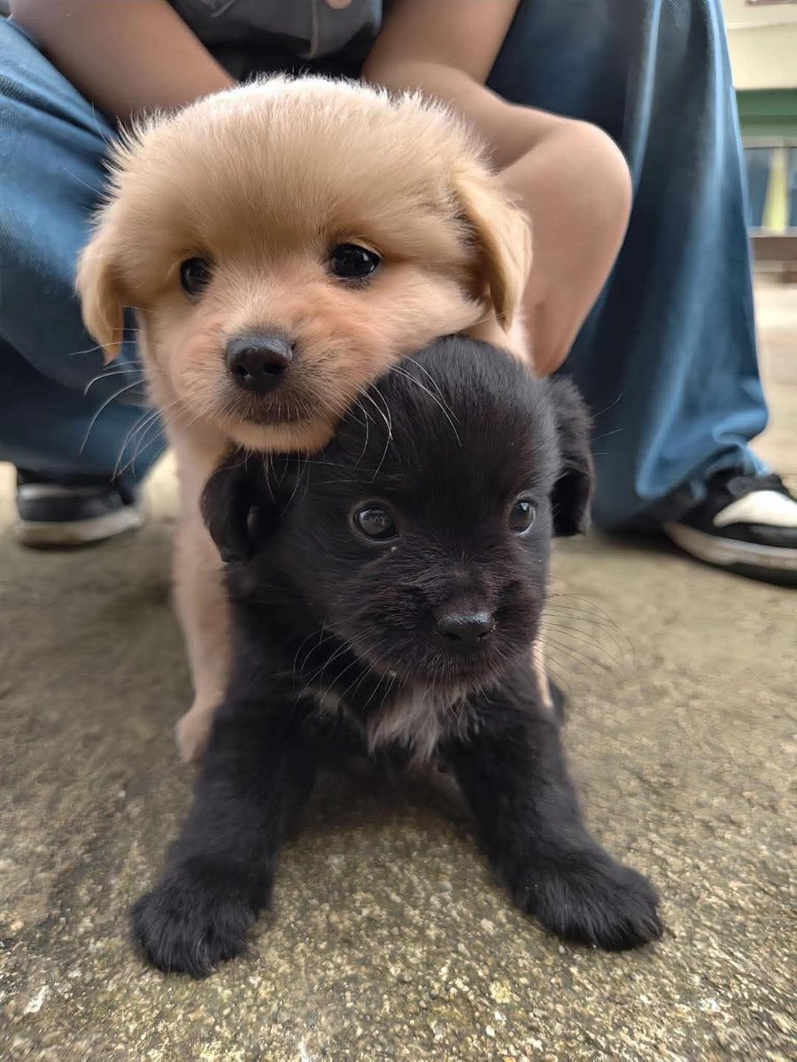 🐾kris on fireᵎᵎ tweet media