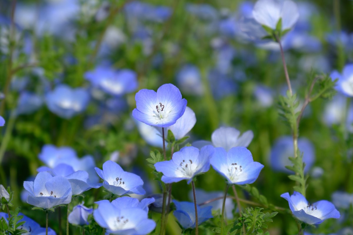 ぷくぷくタッケー tweet media