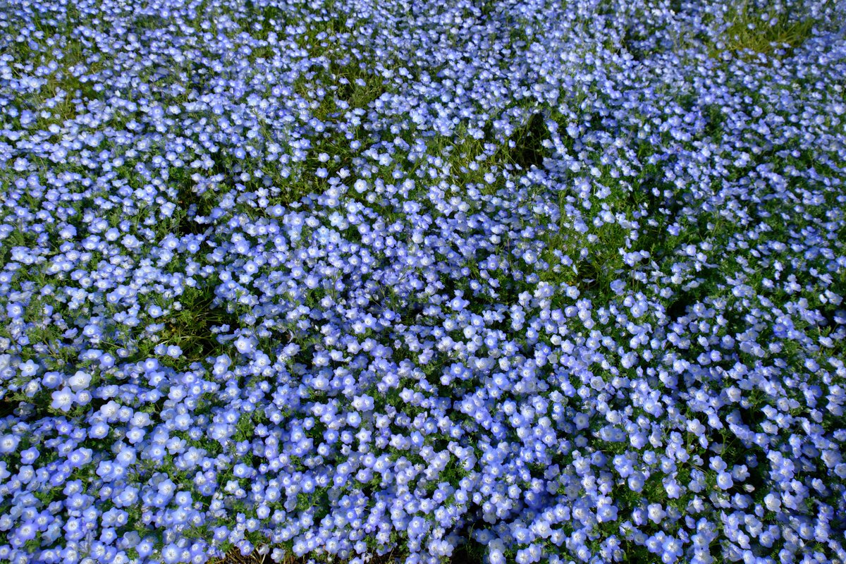 ぷくぷくタッケー tweet media