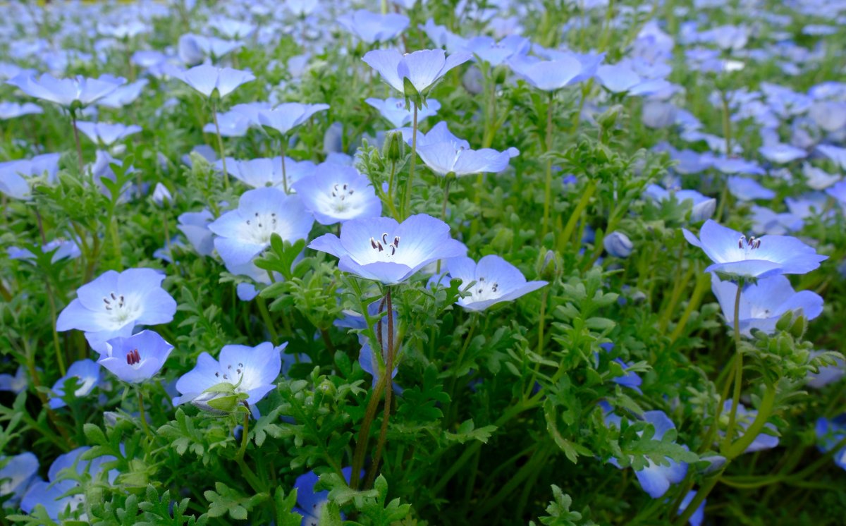 ぷくぷくタッケー tweet media