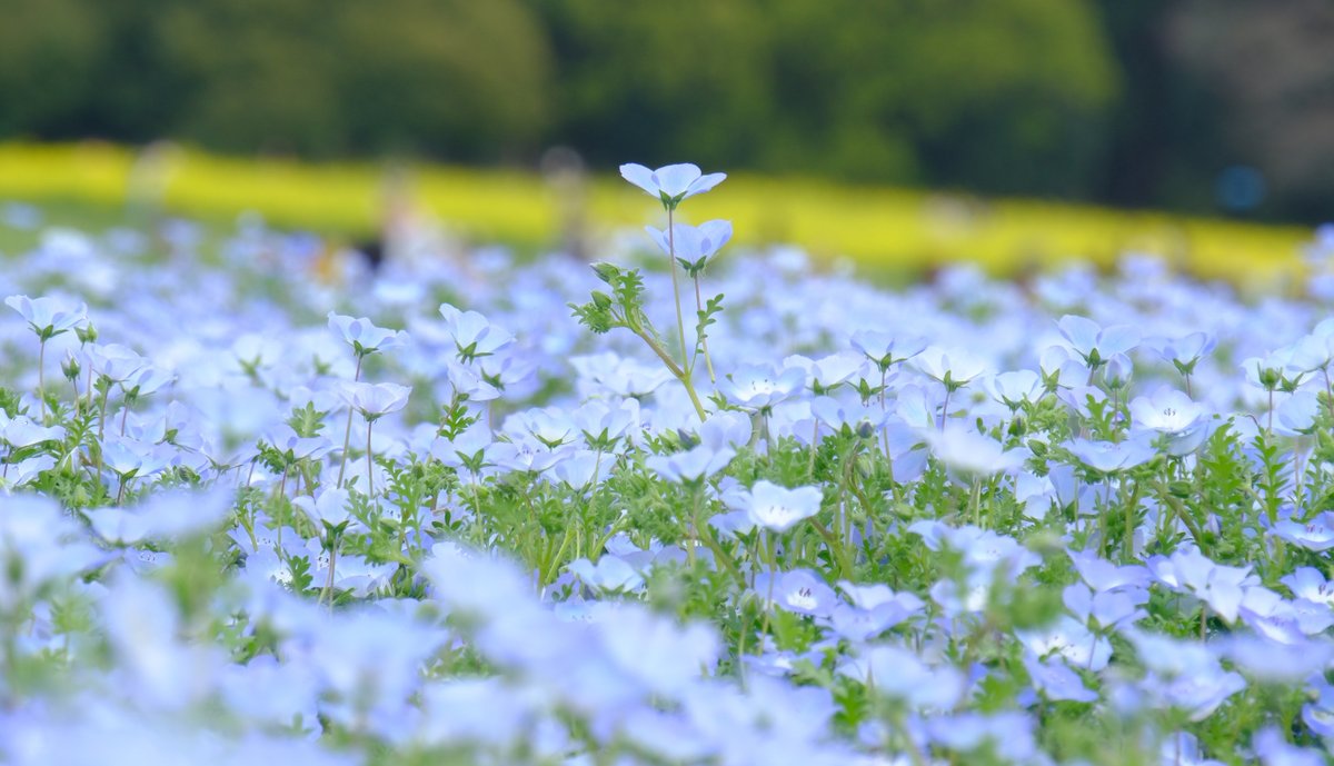 ぷくぷくタッケー tweet media