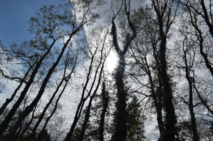 🎸 Iris 💔 tweet media