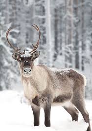 RestartLMAuthor's tweet photo. Santa’s reindeer are very personable ladies (yes, they’re girls!) who have a lot to say in “Emma and the Reindeer.” Each gives Emma environmental tips. Pick up a signed copy this Saturday, April 25, at the #GDCPLAuthorFair at the Greensburg - Decatur County Public Library! https://t.co/rK5ezMogeo