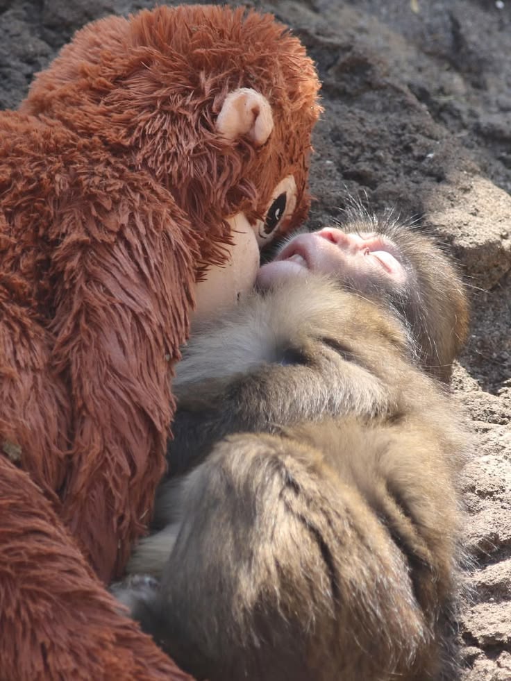 ANIMALIA tweet media