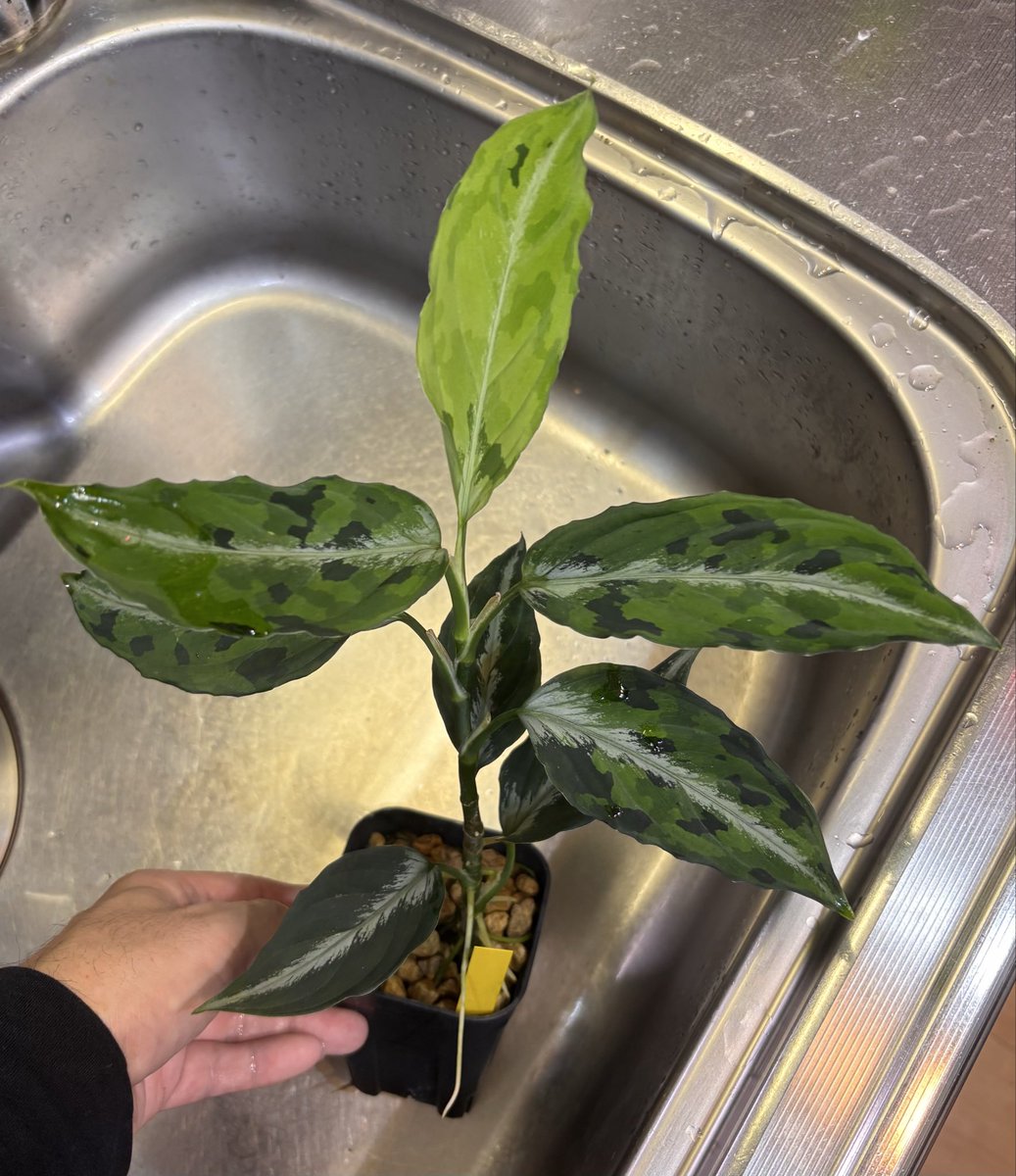 RYOKU33♂ tweet media