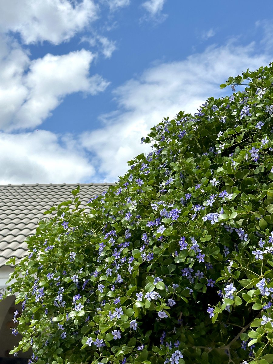 “แก้วเจ้าจอม” ไม้มงคลที่นิยมที่สุดตอนนี้ 🌿💜

เหมาะปลูกเป็นไม้ประดับให้ร่มเงา เป็นต้นไม้ขนาดเล็กถึงกลาง น้องเลี้ยงง่ายโตช้า ใบร่วงน้อย ออกดอกทั้งปี ฟอกอากาศ สบายตา หอมอ่อน ตกแต่งจานขนมได้ด้วย มักจะนำไปปลูกในสวนแบบไม้พุ่มเตี้ยขนาดใหญ่