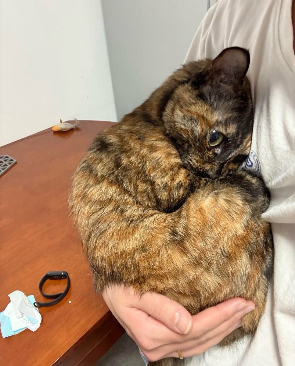 Cat 🐈 tweet media