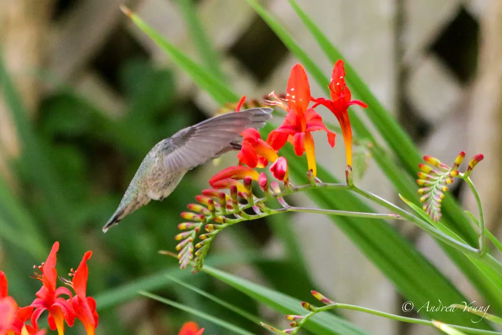 Jenniferfnf's tweet image. Life is sometimes like the process of collecting nectar finding those little moments of sweetness amidst the hustle and bustle 
#LifeReflections #Hummingbird #SweetIrises #HealingScenery