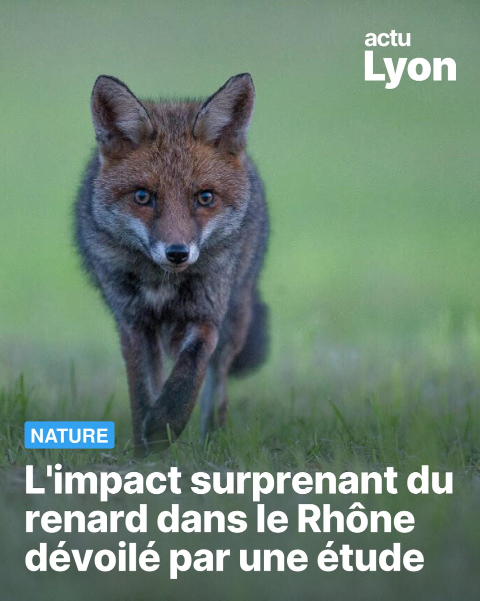 actu Lyon tweet media