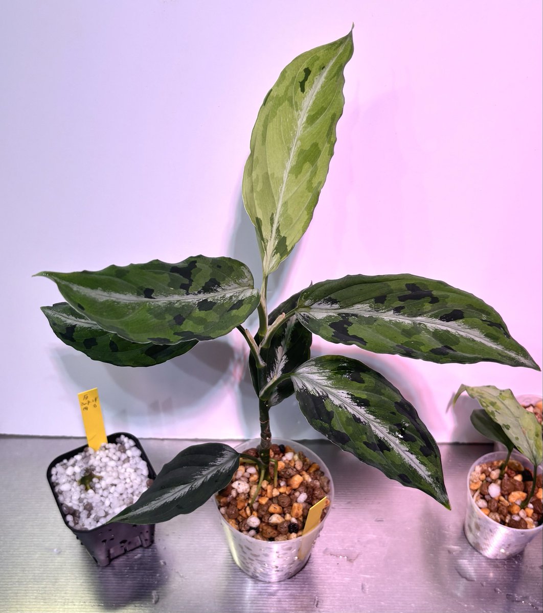 RYOKU33♂ tweet media