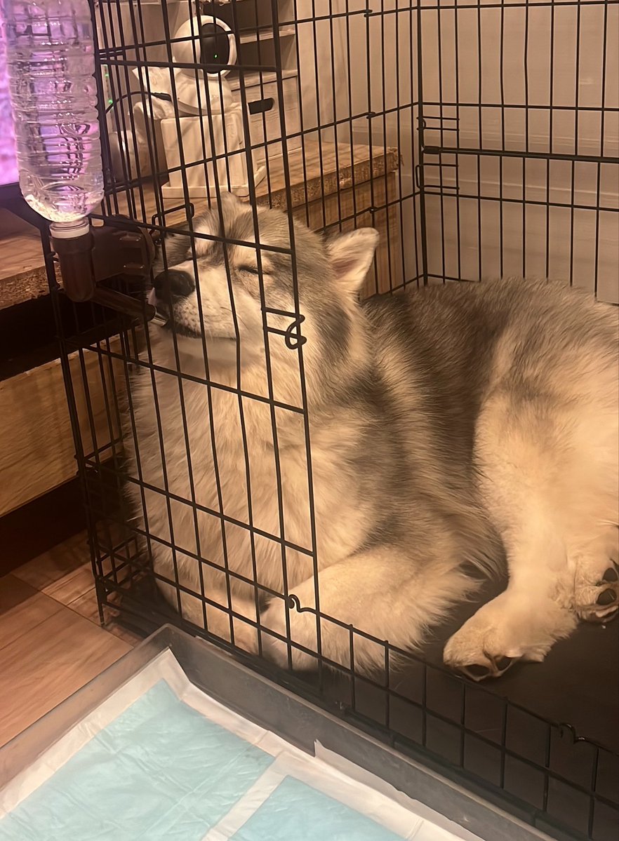 多分半分寝てる