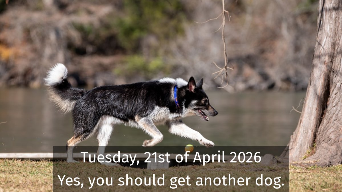 dogsareawsm's tweet image. You should always get another dog #dogs #RescueDog #DogDad #DogFriends #DogsAreFamily #WoofWoof #DogWellness #WorkingDogs #AdoptDontShop #DogShows 📷 by unsplash.com/@tracminhvu