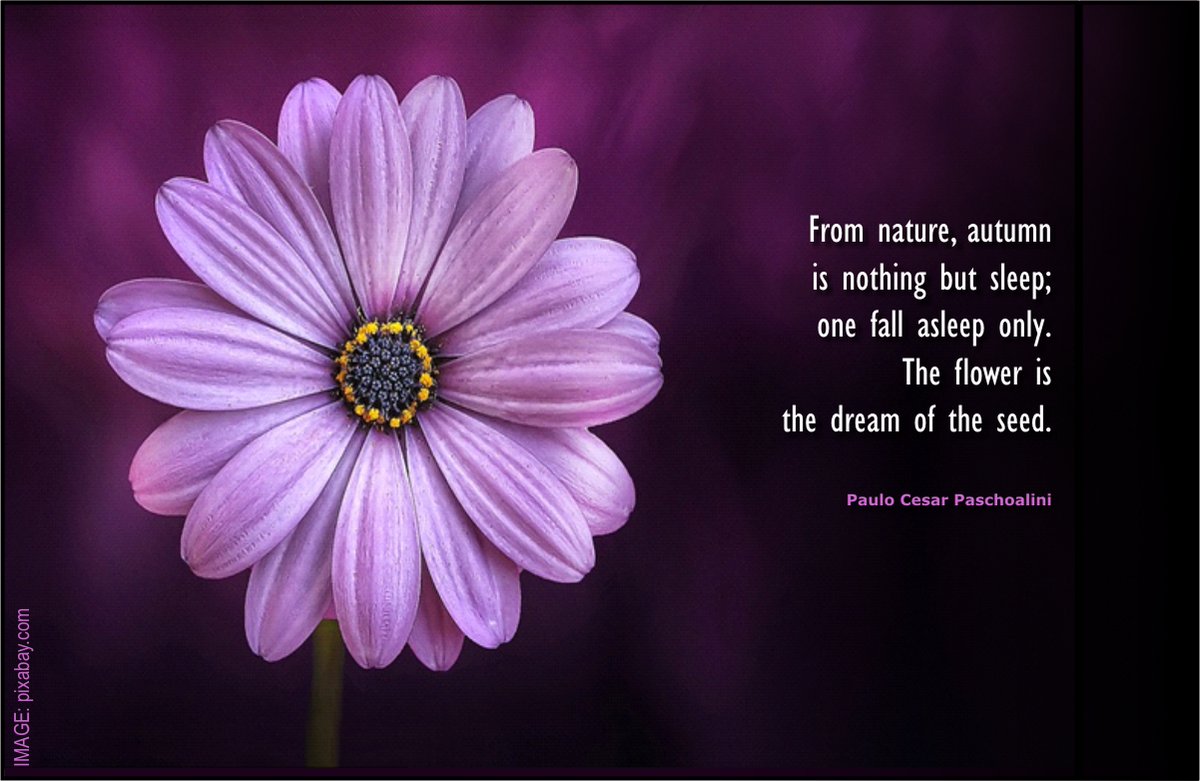 PaschoaliniPc's tweet image. SLEEP:
.
From nature, autumn
is nothing but sleep;
one fall asleep only.
The flower is
the dream of the seed.
.
( AUTHOR: Paulo Cesar Paschoalini )
pirafraseando.blogspot.com.br
.
#brazil - #autumn - #sleep - #flower - #dream - #seed