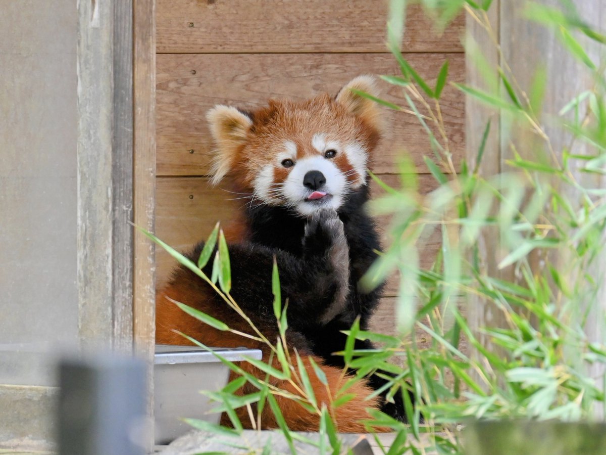 きっこ tweet media