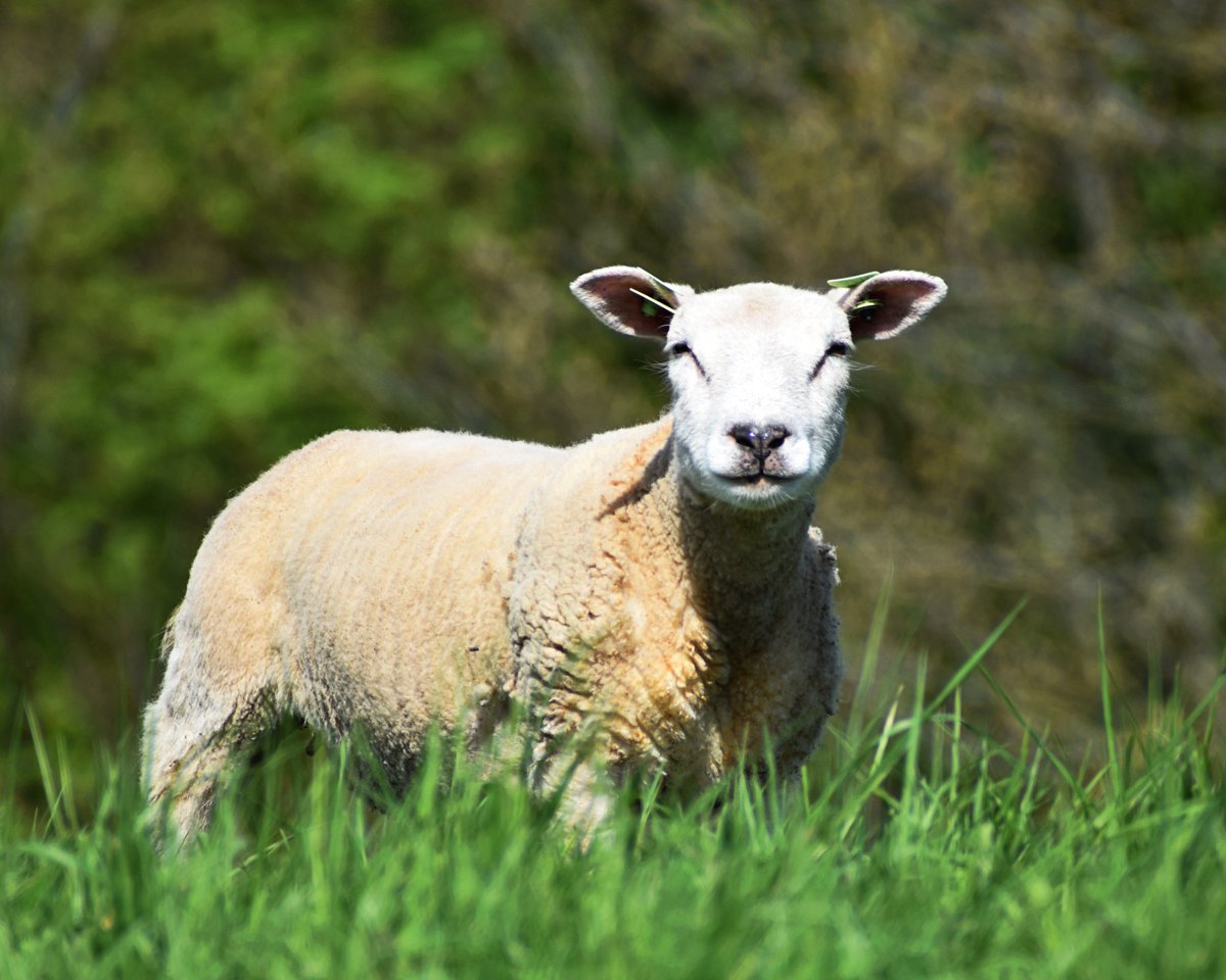 APietraszko1's tweet photo. Spokojna chwila na łonie natury 🐑🌿 Czas zwolnić i cieszyć się prostotą.

#nature #relaks #zwierzeta #spokoj https://t.co/nz7PGUDqtW