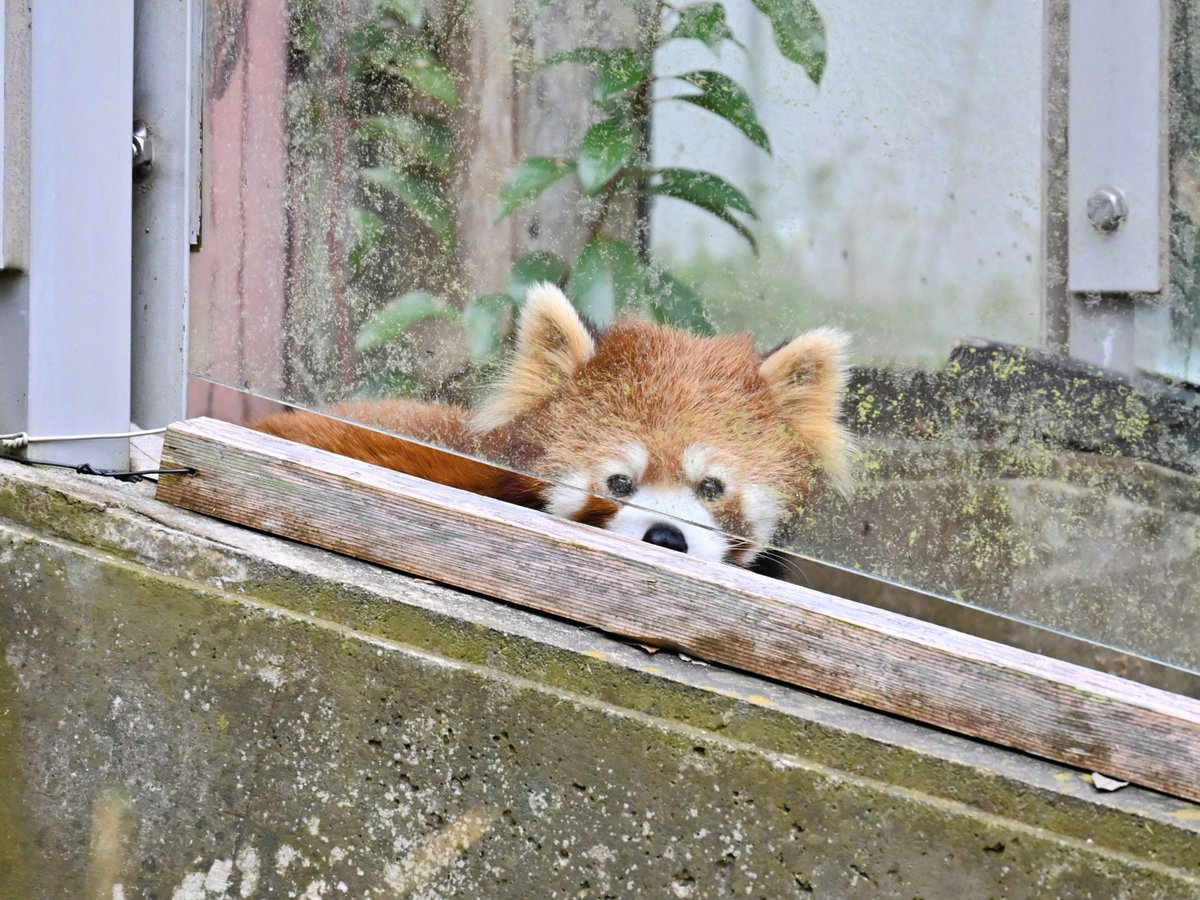 きっこ tweet media