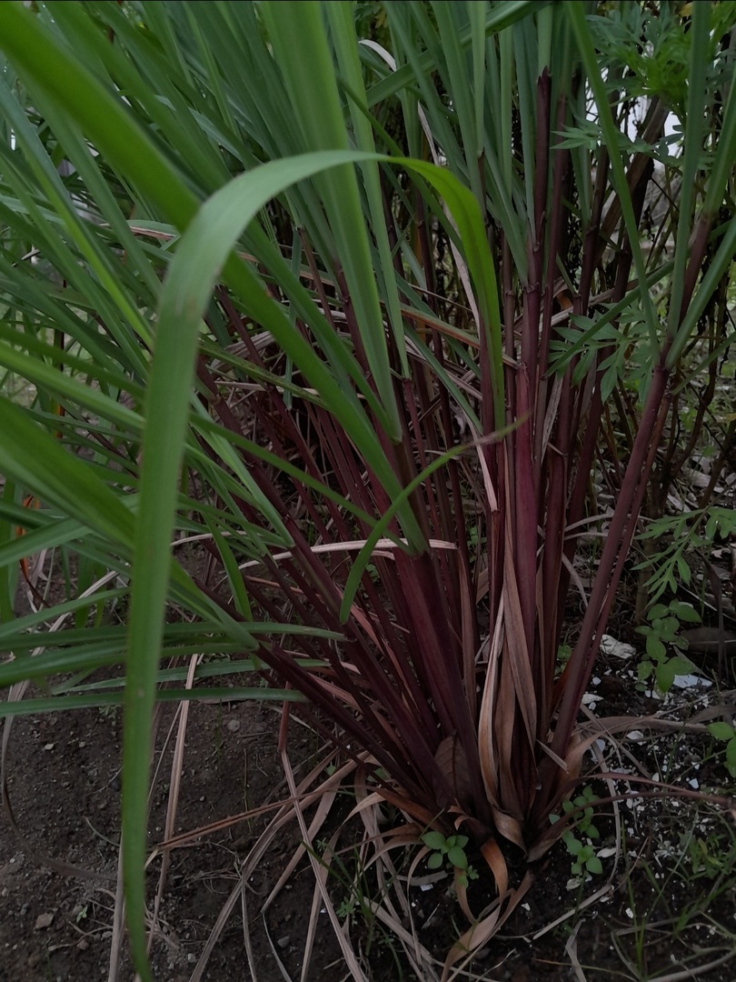GARDENFESS's tweet photo. 🌱 Kalian tau minyak tawon? Yang baunya 'khas' itu? Sumber baunya dari tanaman ini, serai merah. https://t.co/B8aIppNmbD