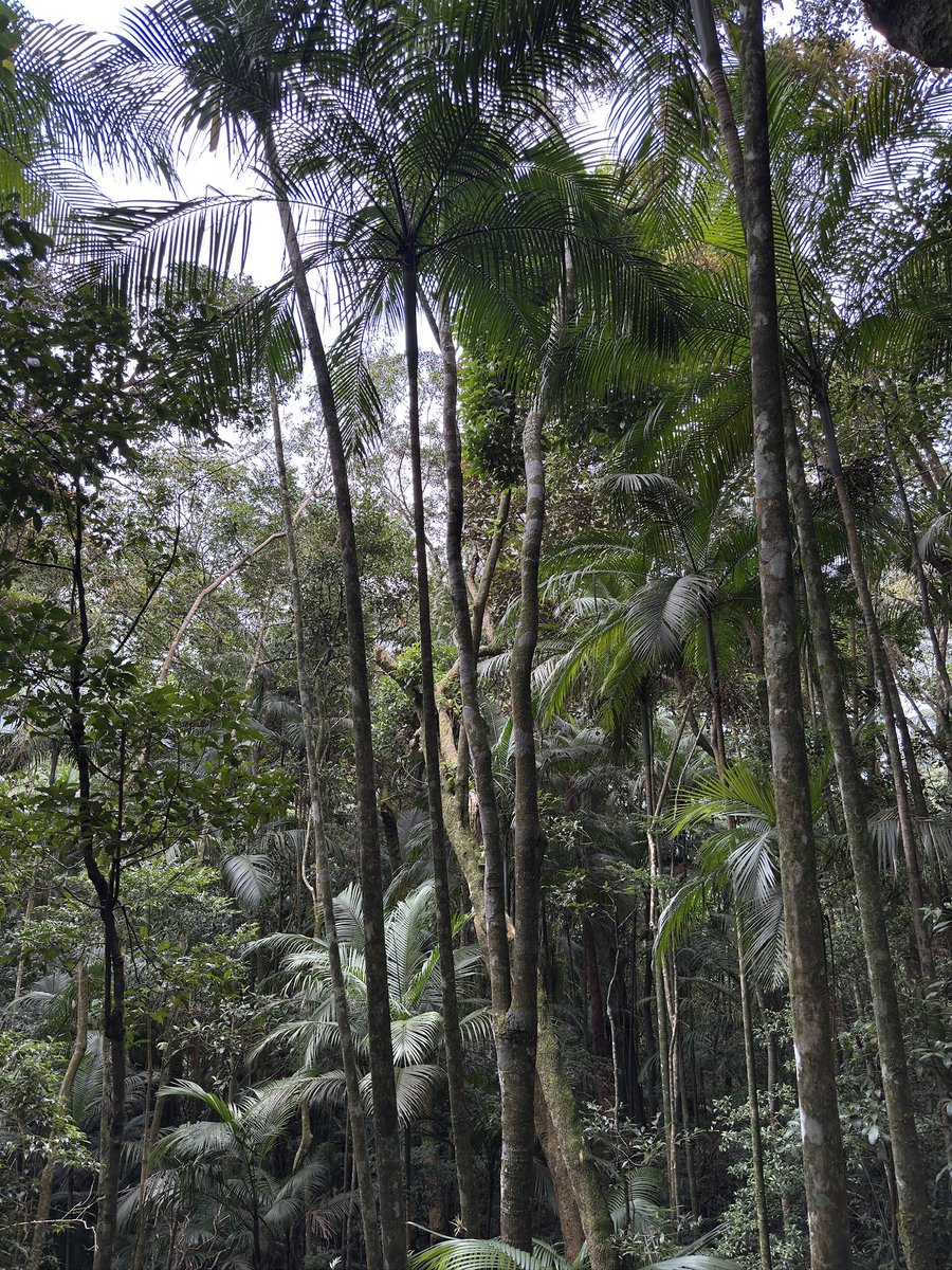 gil***** tweet media