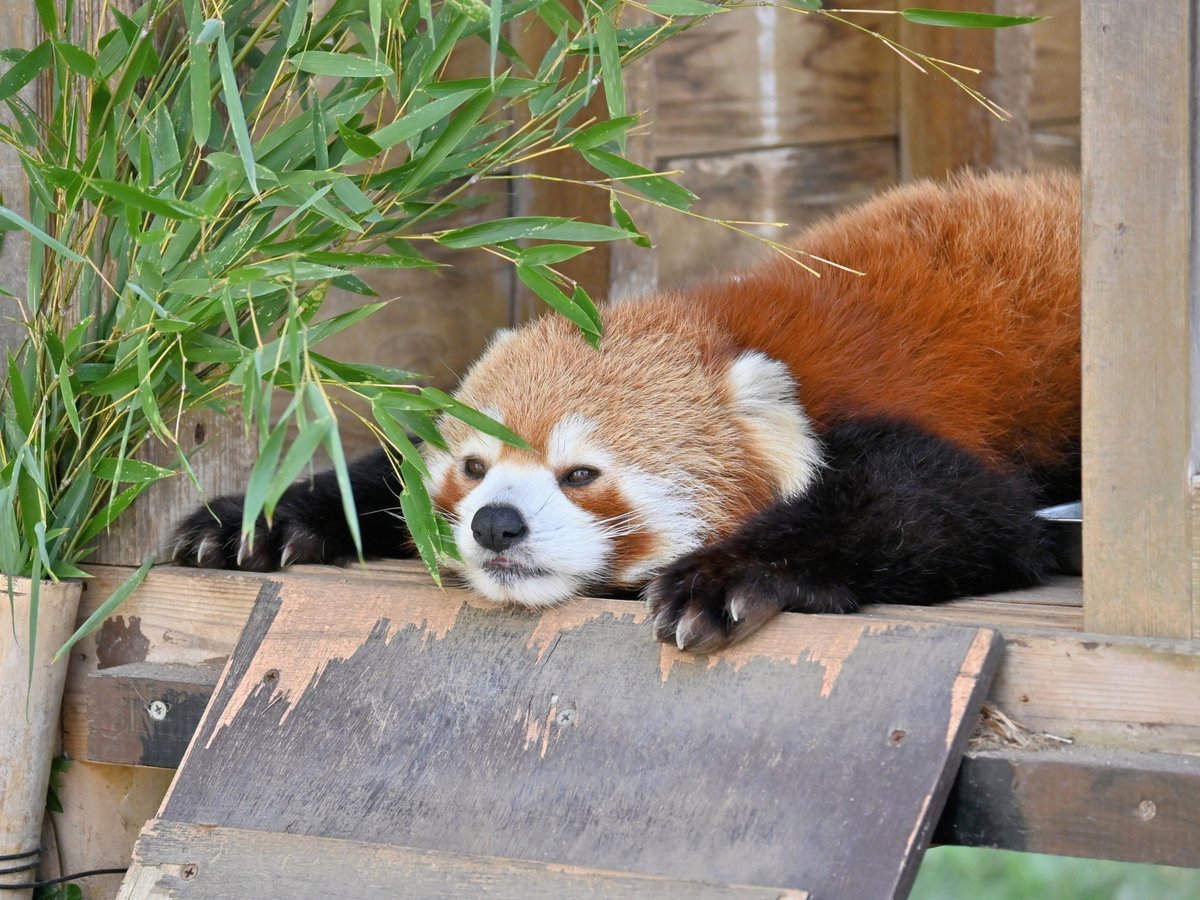 きっこ tweet media