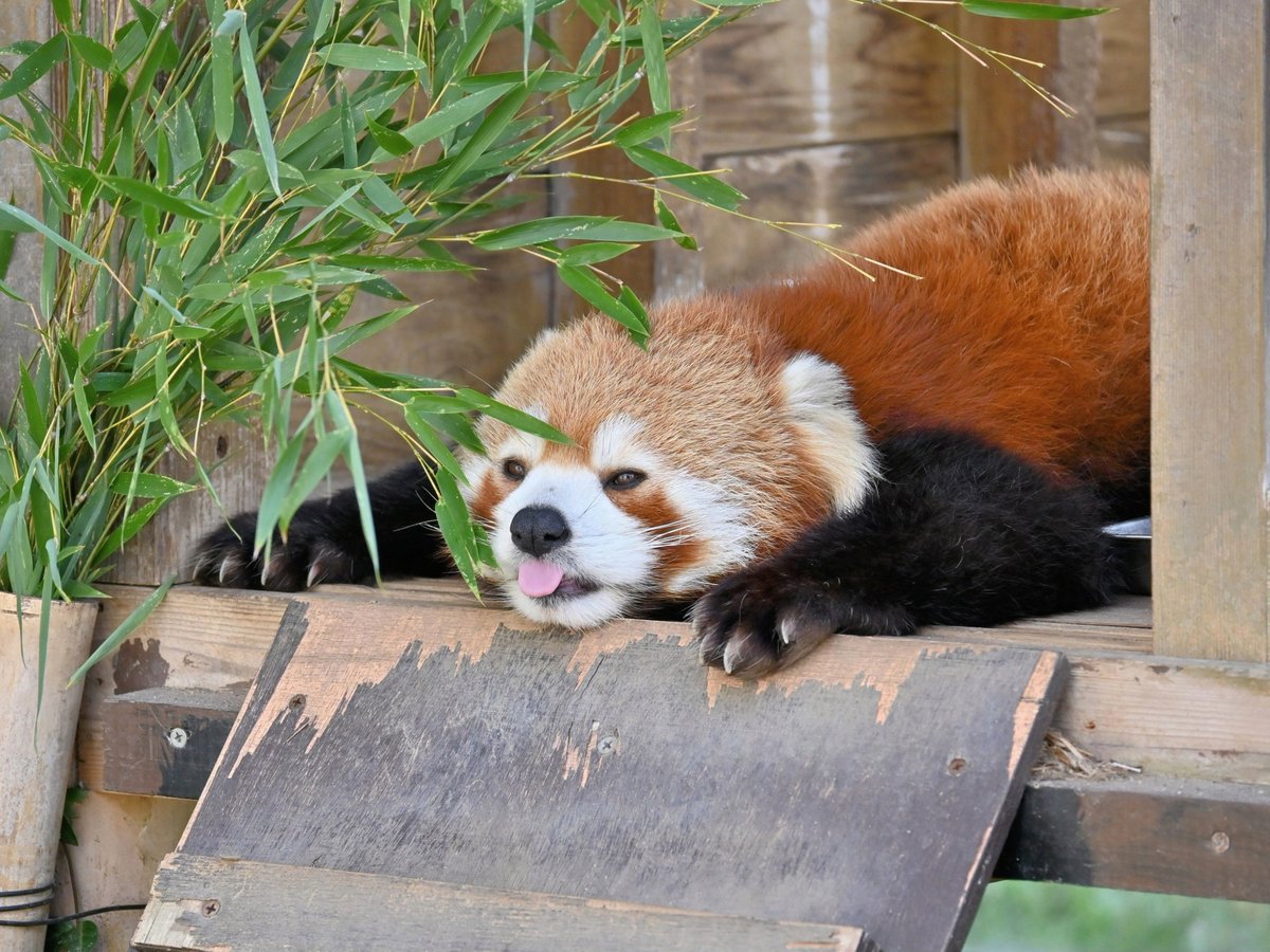 きっこ tweet media