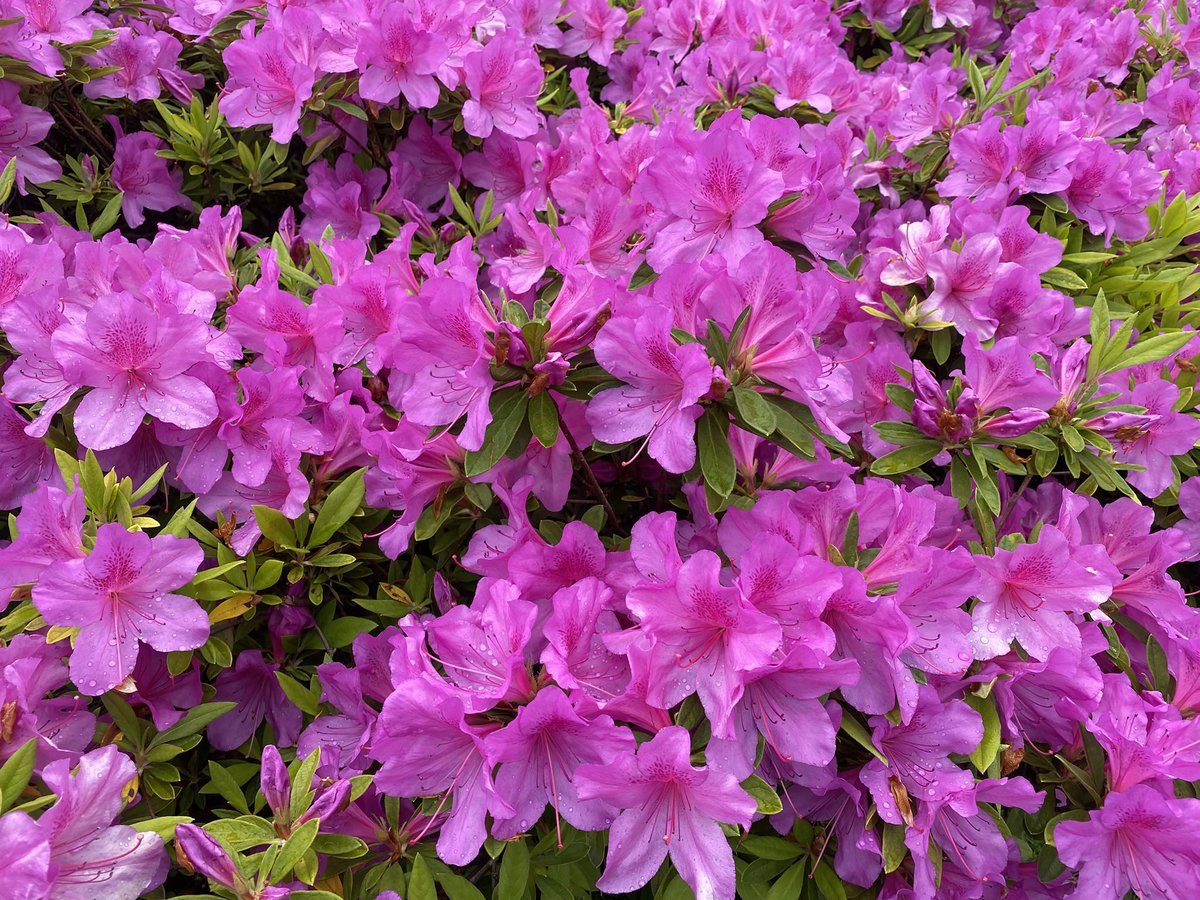 大好きな躑躅の季節。