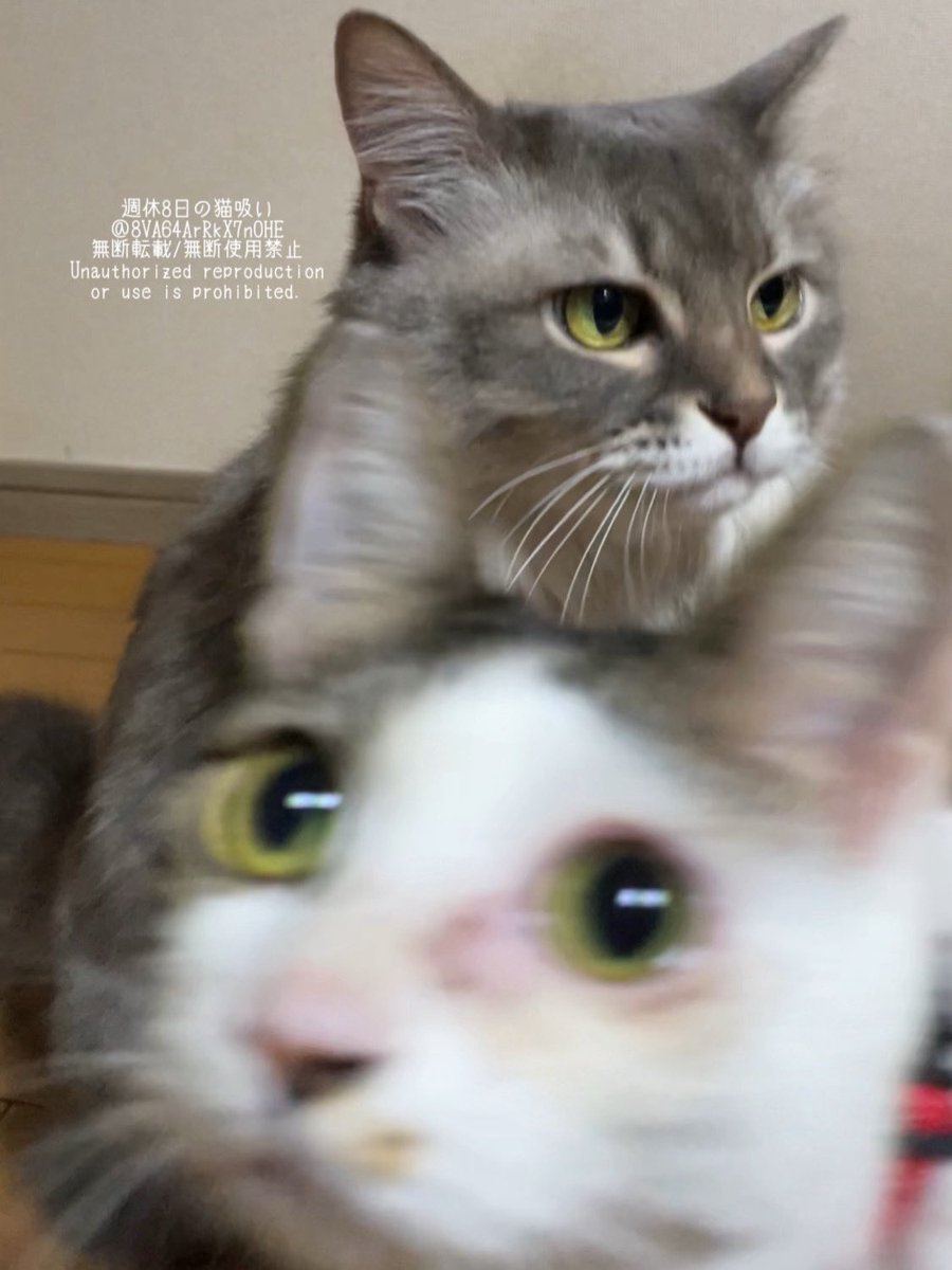 週休8日の猫吸い tweet media