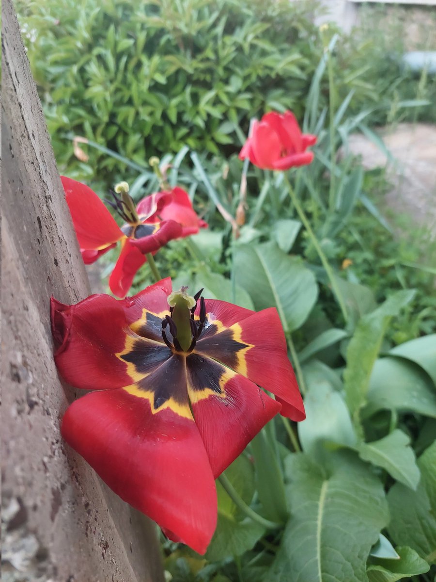 سُميَّة 🪻 tweet media