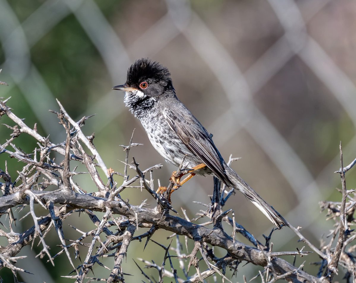 ShaunORourke7's tweet image. Cyprus Warblers M&amp;amp;F seen yesterday near Paphos @cyprusbirds #bird #birds #birding #birdingphotography #bird_captures #birdingdaily #birdlovers #birdsonearth