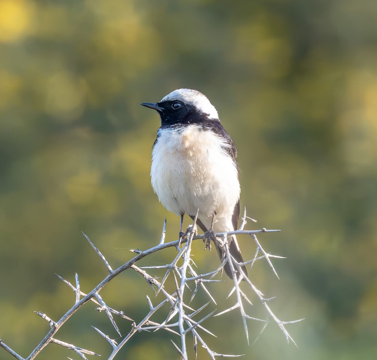 ShaunORourke7's tweet image. Cyprus Wheatear seen yesterday near Paphos @cyprusbirds #bird #birds #birding #birdingphotography #birdingdaily #bird_captures #nikonphotography #nikonz8 #wildlifephotography