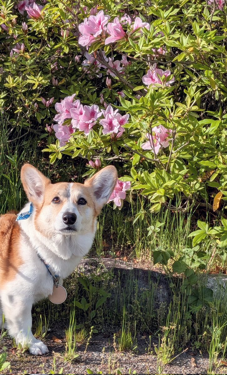 コジとしんのかぁしゃん(kazu) tweet media