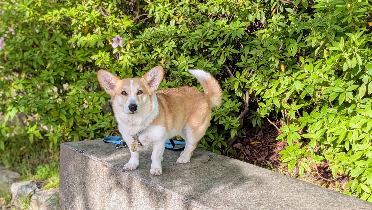 コジとしんのかぁしゃん(kazu) tweet media